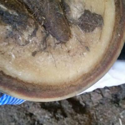 hoof bruising along the hoof wall