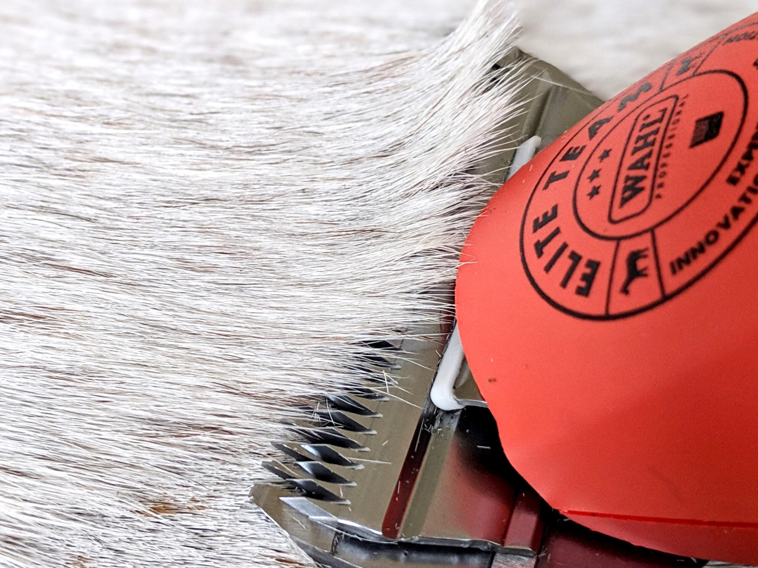 10 wide blade clipping against the direction of hair growth