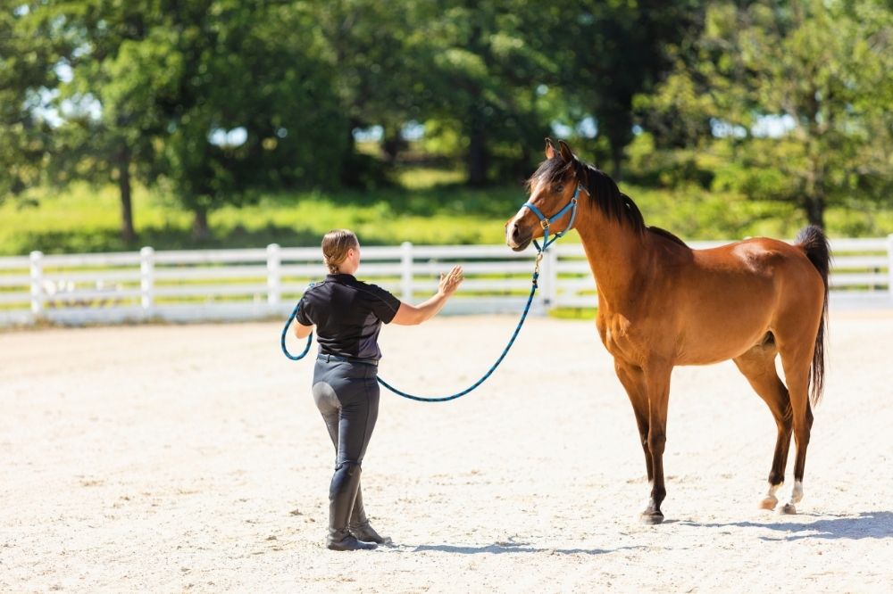 rider and horse working on a lunge line in a large sand arean