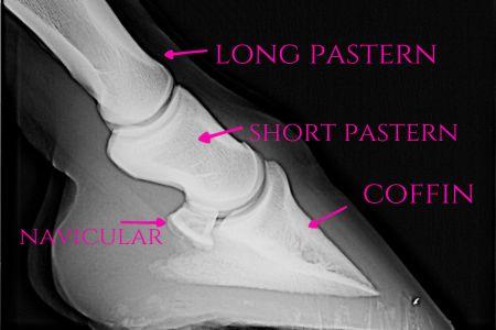 bones of the horse hoof