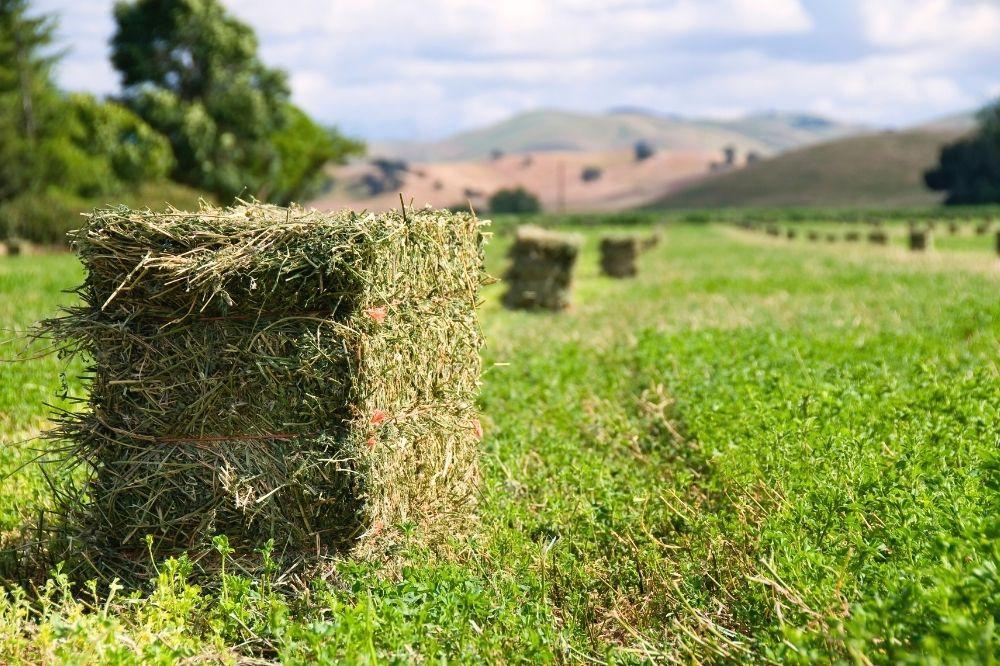 small bale of alfalfa hay in a field