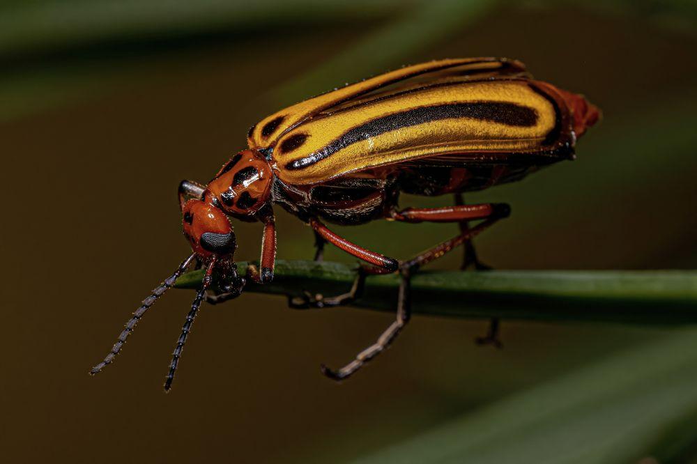 striped blister beetle
