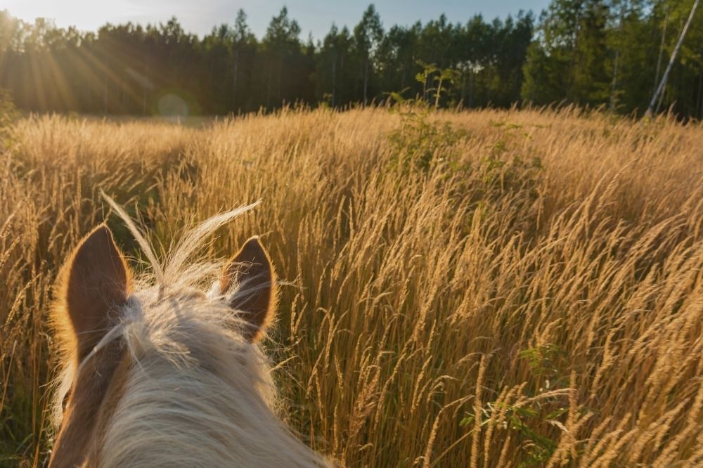 horses ears looking over a field with warm sunshine