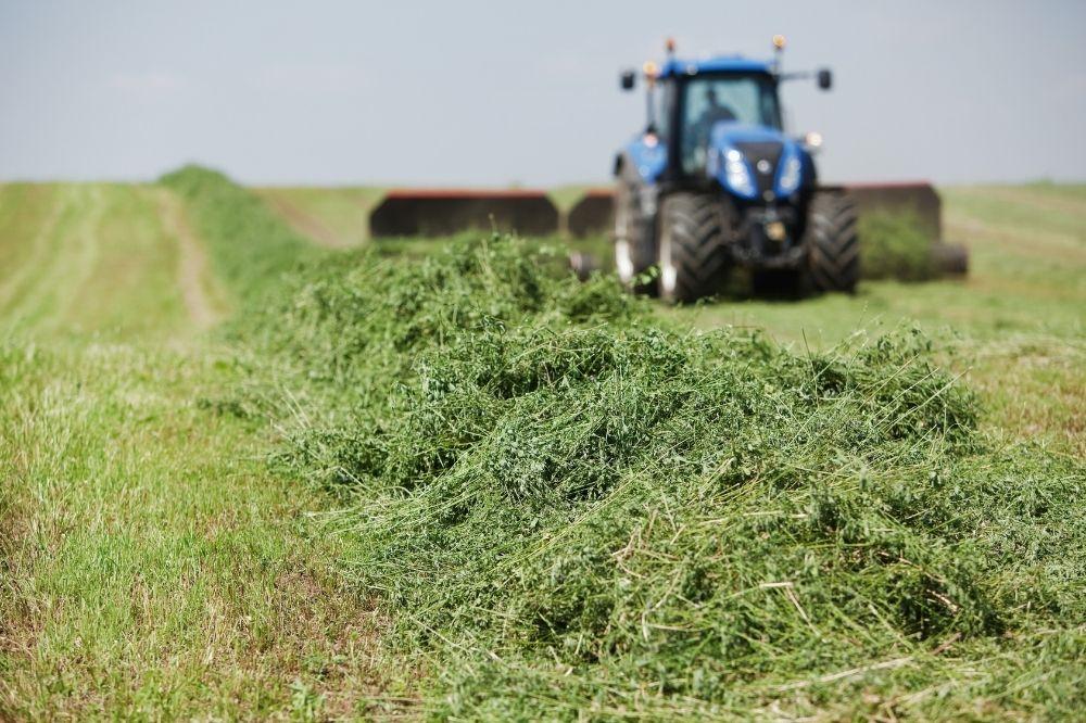 tractor in a hay field putting alfalfa hay for horse into rows for drying