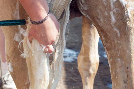 washing a white tail