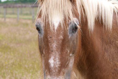 how long do horses live picture of a gray and red horse