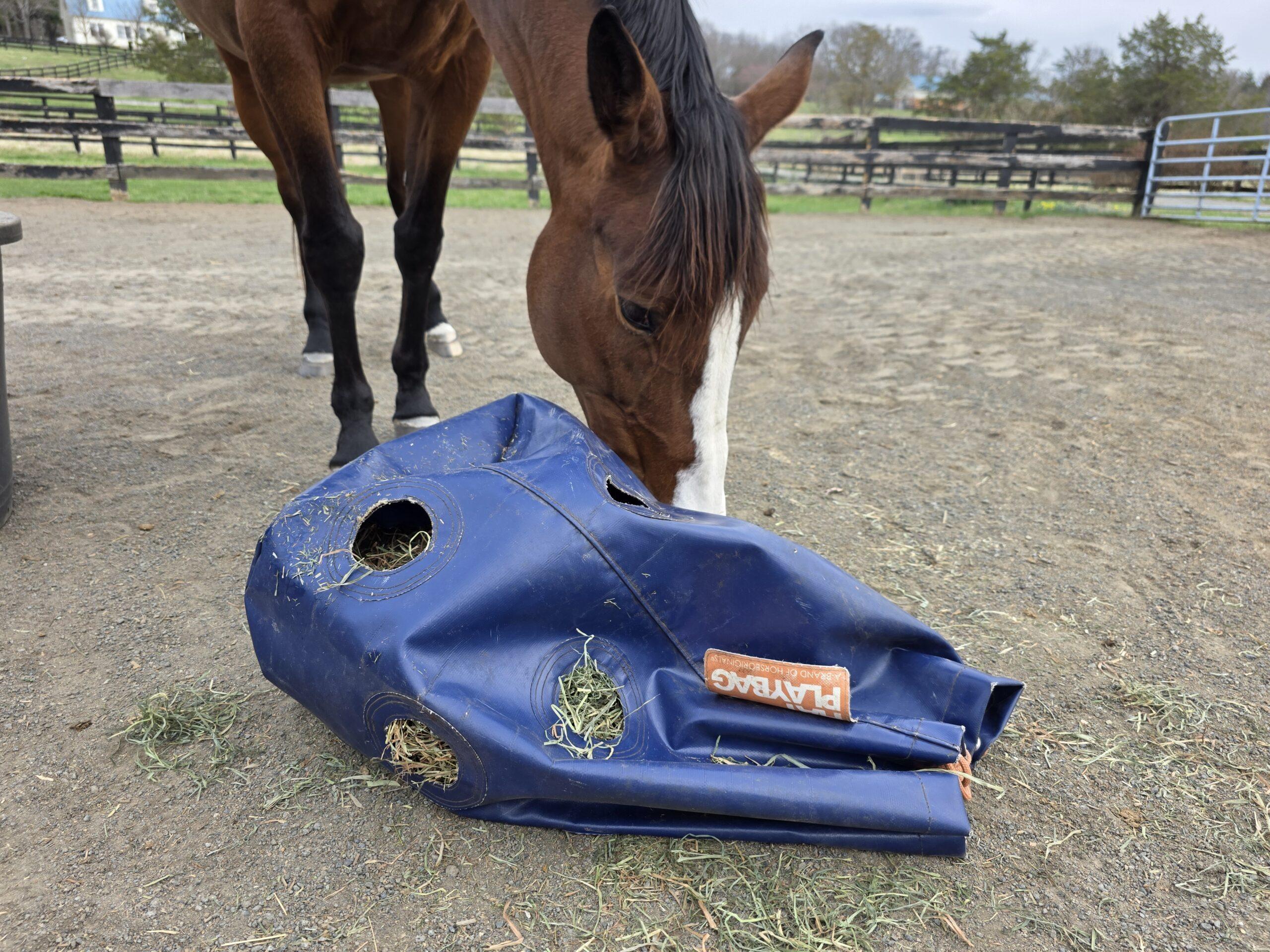 bay horse eating from a hay bag designed for slow feeding and play