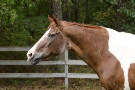 side view of old horse that is brown and white