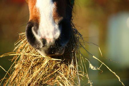 close up view of horse nose eating hay