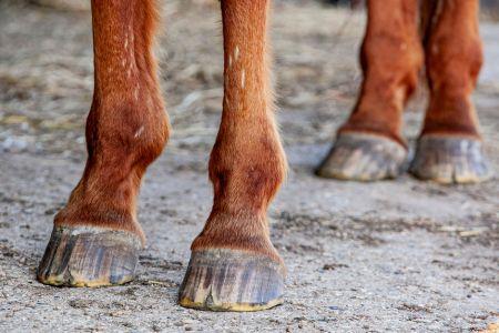 horse with toe cracks in the hoof