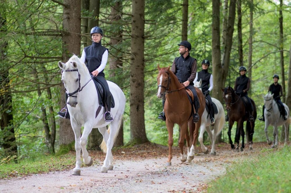 a line of dressage riders walking their horses through the woods