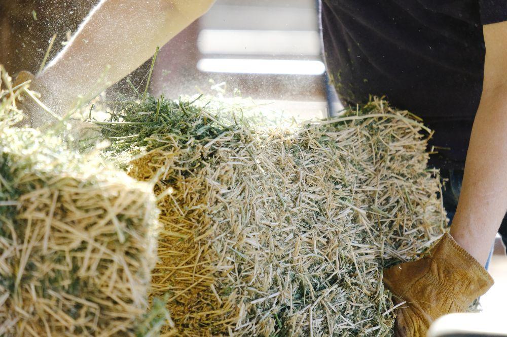 person holding dusty aflafla hay
