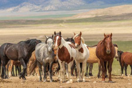 herd of horses on a plain