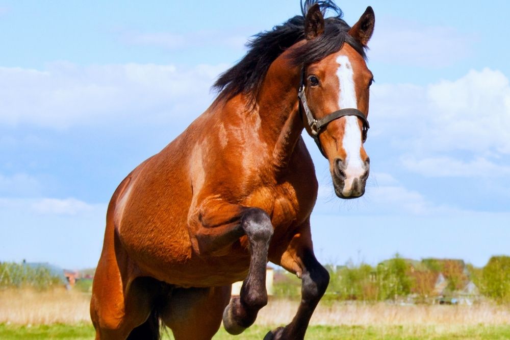horse free jumping a small obstacle while wearing a halter