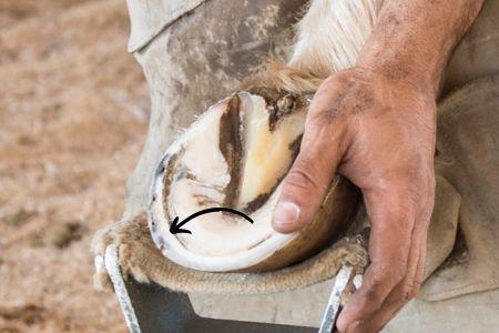 the white line of the horse hoof