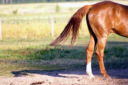 horse hind end and tail chestnut horse