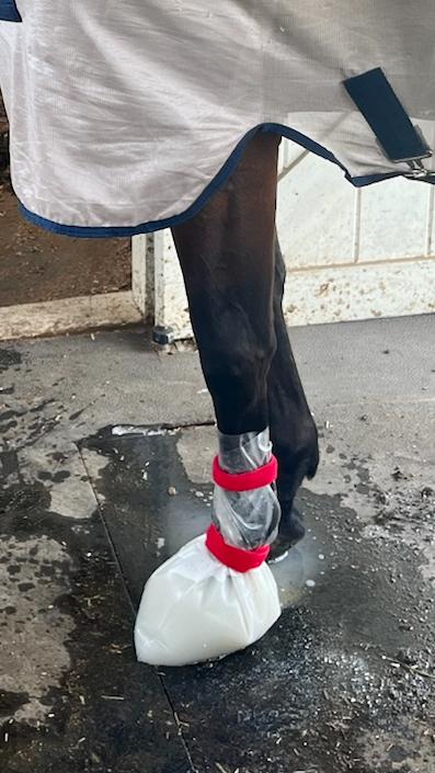 horse hoof soaking in solution for white line disease and thrush