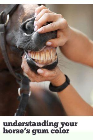 6 your horse's gum color