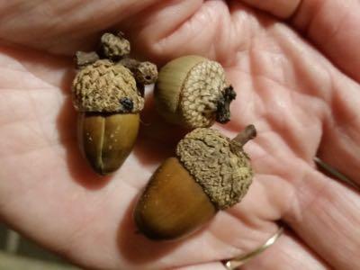 acorns in a palm