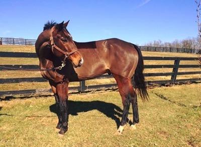 clipped horse by Alyssa