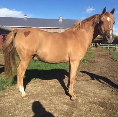 clipped pony with a heart on his rump