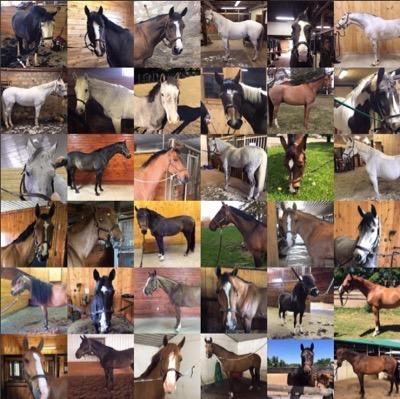 collage of horse pictures
