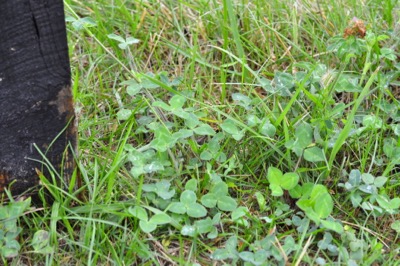 clover in a horse pasture