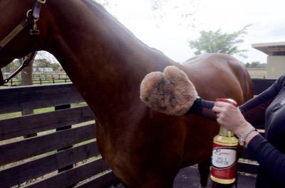 applying horse grooming oil with a sheepskin mitt