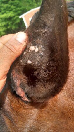 aural plaques in a horse ear