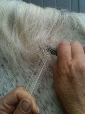 back combing the mane to pull it