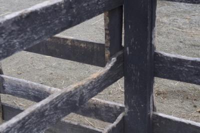 fence corner chewed by horses