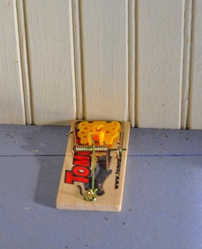 mouse trap up against a wall