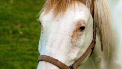 bald faced horse with pink eye area