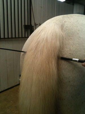 whip under a horse's tail