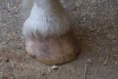barefoot hoof with long coronary band hair
