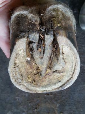 barefoot hoof with contracted heels and dry sole