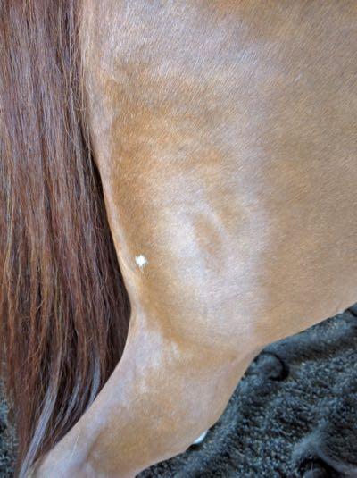 birdcatcher spot on a horse's hind leg