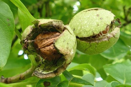 black walnut green pod in the tree, showing the walnut inside