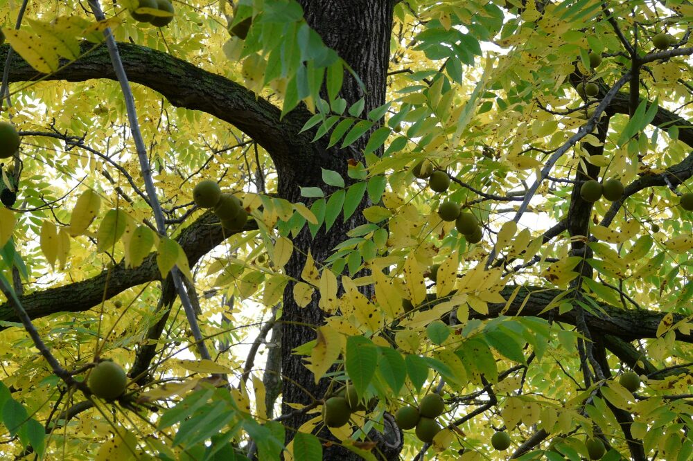 black walnut tree showing leaves and nuts