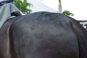 quartermarks-on-black-horse