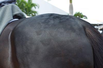 quartermarks-on-black-horse