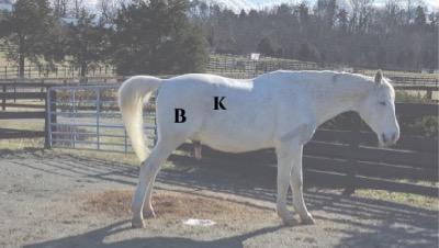 location of kidney and bladder in a horse