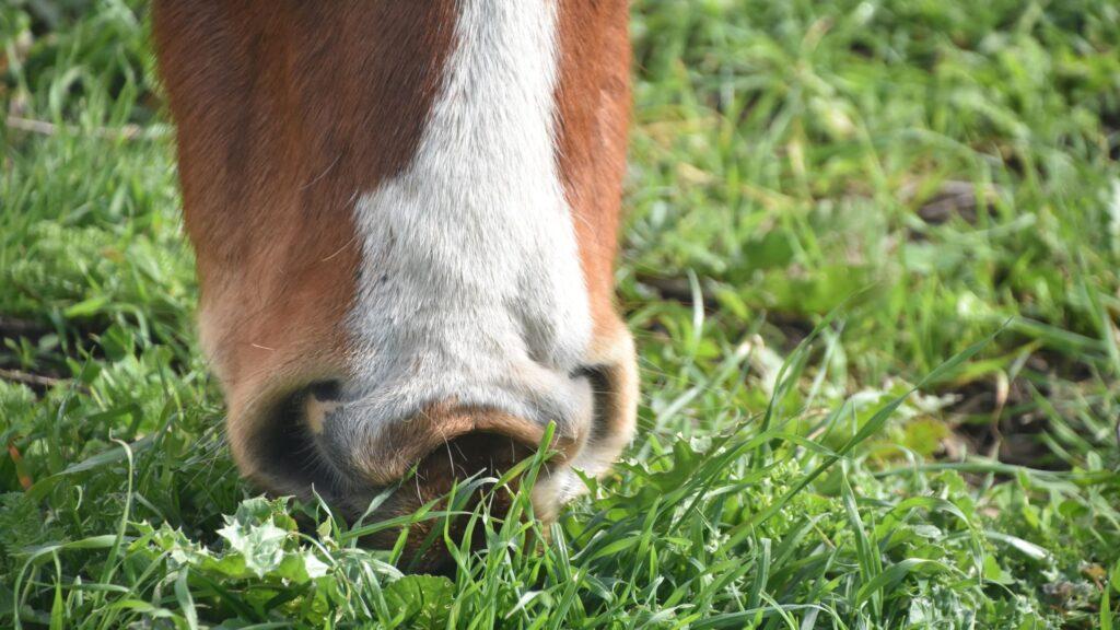 horse eating grass