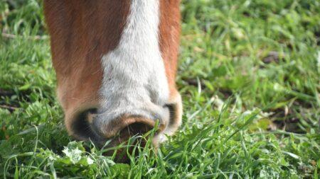 horse eating grass