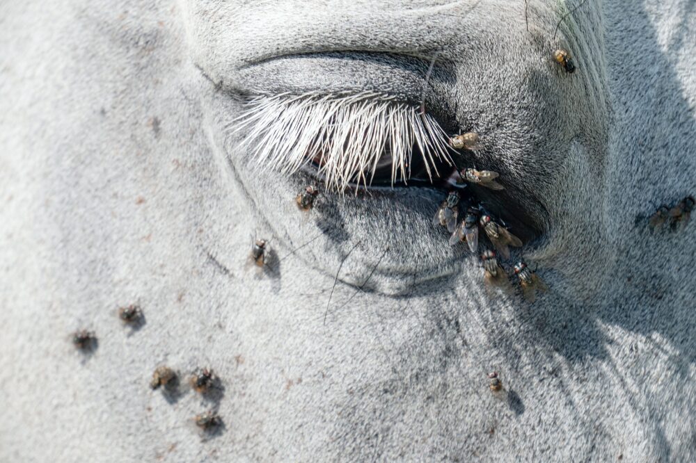 the close up of a gray horse's eye showing many flies in the area