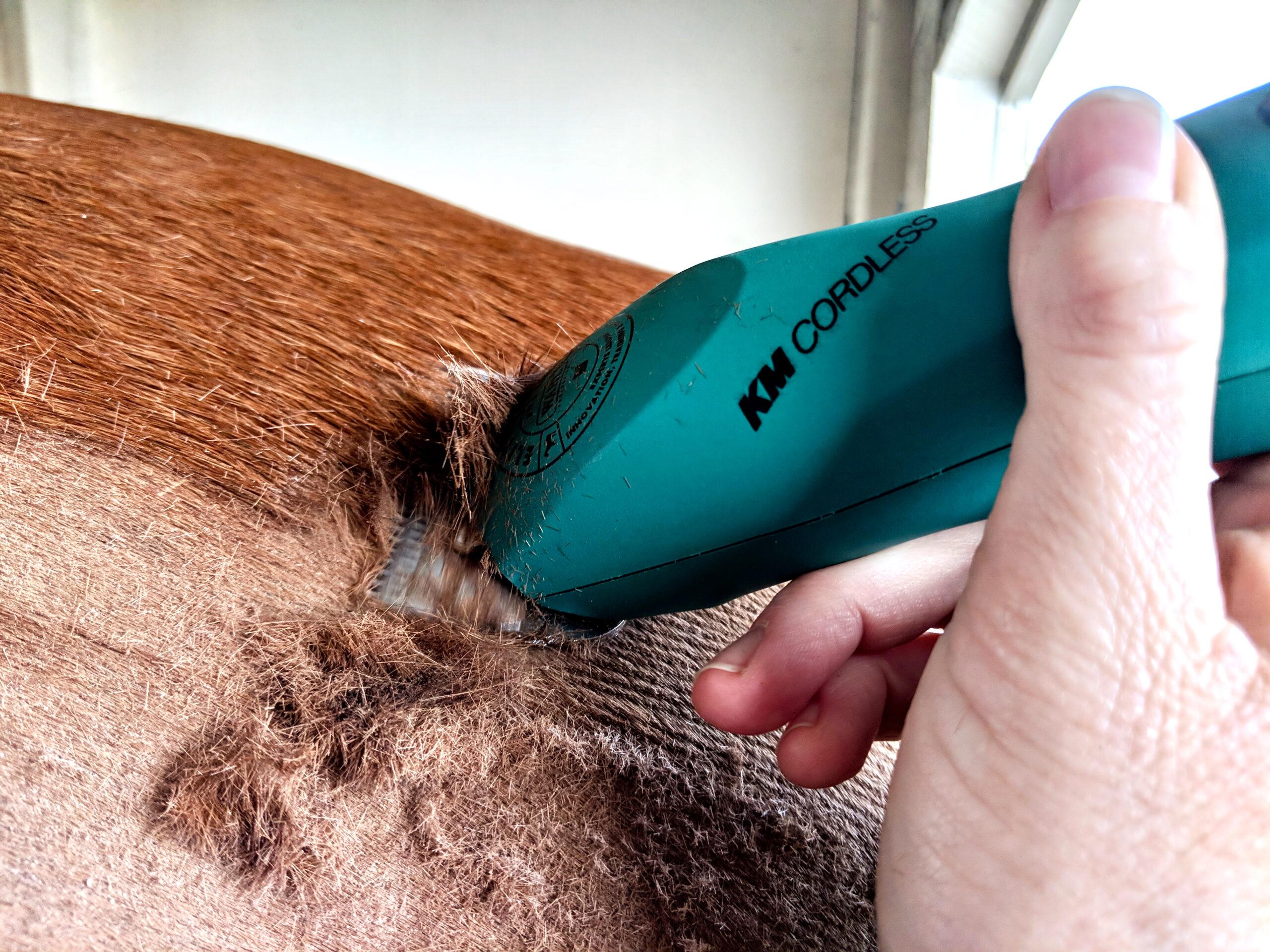 km cordless clippers body clipping a chestunt horse