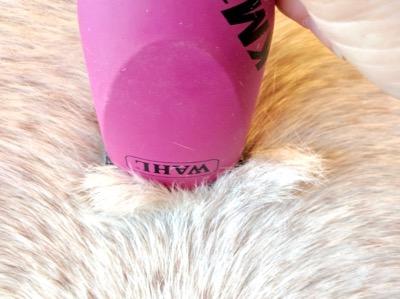 km10 gliding through winter coat