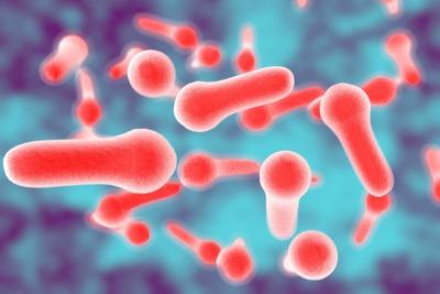 botulism bacteria under the microscope