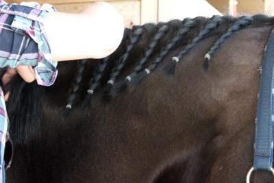 horse being braided for dressage show