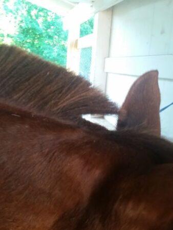 bridle path on a chestnut horse